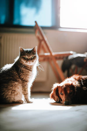 Sunbeam Cat And Dog Wallpaper