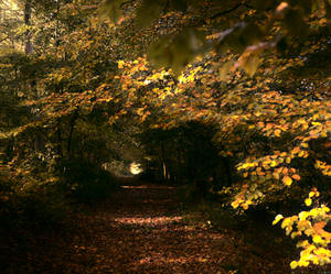 Sunbeams On Leaves Park Wallpaper