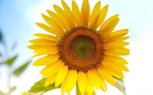 Sunflower Close-up Beautiful Flower Wallpaper