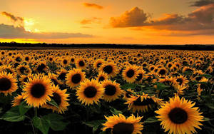 Sunflower Desktop Field At Sunset Wallpaper