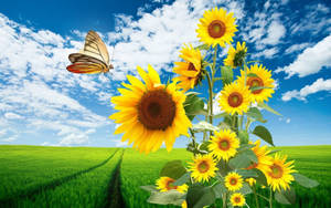 Sunflower Field Butterfly Wallpaper