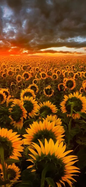 Sunflower Field Dark Sunset Wallpaper