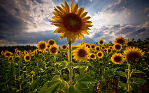 Sunflower Field Halo Effect Wallpaper