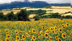 Sunflower Field Summer Desktop Wallpaper