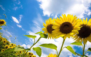 Sunflower Field Three Flowers Wallpaper