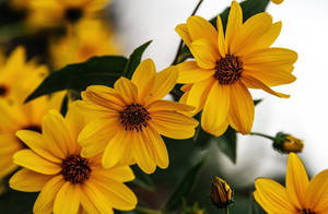 Sunflower In Sharp Yellow Wallpaper