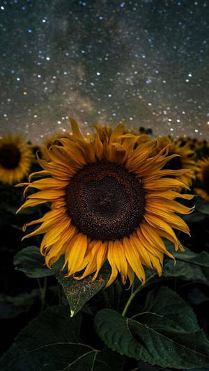 Sunflower In Starry Night Iphone Wallpaper