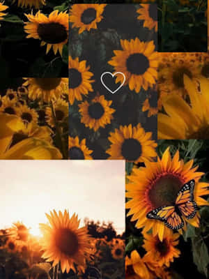 Sunflower_ Montage_with_ Butterfly_ Accent Wallpaper