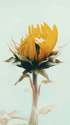 Sunflower Under The Bright Blue Sky Wallpaper