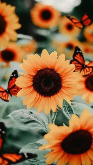 Sunflowers_and_ Butterflies_ Serenity Wallpaper