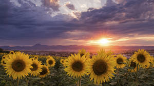 Sunflowers In A Field Wallpaper