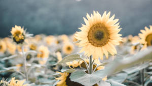 Sunflowers In A Field With Trees In The Background Wallpaper