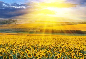Sunflowers In Summer Season Wallpaper