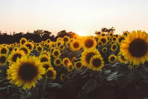 Sunflowers In The Field At Sunset Wallpaper