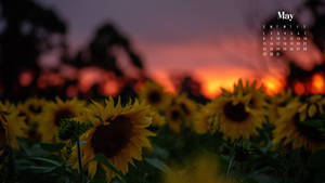 Sunflowers In The Field At Sunset Wallpaper