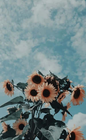 Sunflowers In The Sky With Clouds Wallpaper