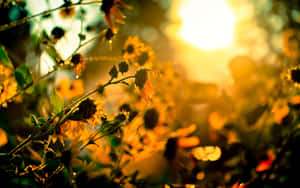 Sunflowers In The Sun Wallpaper