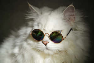 Sunglasses Cute Cat Pfp Wallpaper