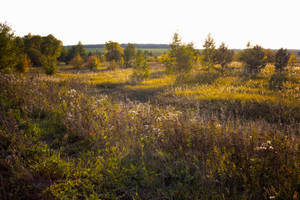 Sunlight On The Meadow Wallpaper