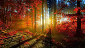 Sunlight Shining During Autumn Macbook Wallpaper