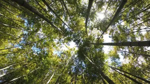 Sunlit_ Bamboo_ Forest_ Canopy.jpg Wallpaper