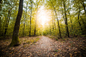 Sunlit Nordic Forest Wallpaper