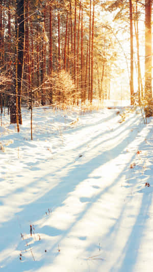 Sunlit Snowy Forest Path.jpg Wallpaper