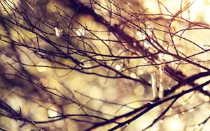 Sunlit Winter Branches Wallpaper