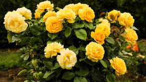 Sunny Blooms: An Aesthetic Yellow Flower Desktop Wallpaper Wallpaper