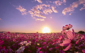 Sunny Cosmos Flower Field Wallpaper