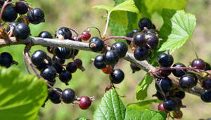 Sunny Day With Blackcurrant Wallpaper