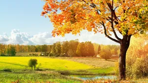 Sunny Nature Scenery Wallpaper