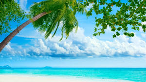 Sunny Tropical Seashore Area Wallpaper