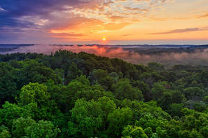 Sunrise In Rainforest Wallpaper