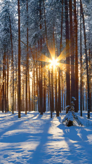 Sunrisein Snowy Forest Wallpaper Wallpaper