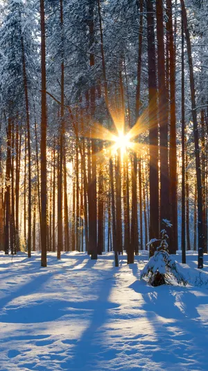Sunrisein Snowy Forest Wallpaper Wallpaper