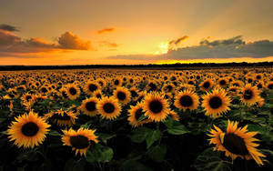 Sunset Aesthetic Sunflower Wallpaper