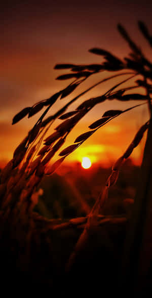 Sunset_ Amber_ Grain_ Field Wallpaper