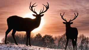 Sunset And Reindeer Wallpaper