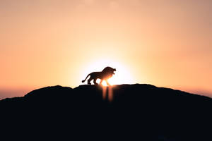 Sunset Lion Laptop Wallpaper