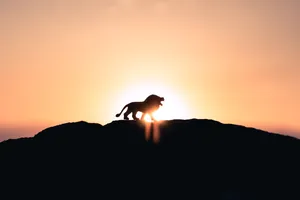 Sunset Lion Laptop Wallpaper