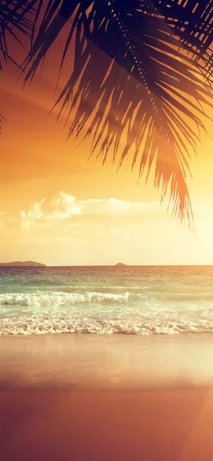 Sunset Ocean Frond Wallpaper