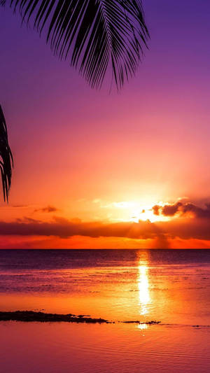 Sunset Ocean Tropics Wallpaper