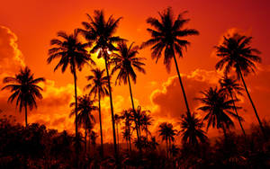 Sunset Orange Sky With Coconut Trees Wallpaper