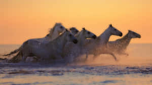 Sunset With White Horses 4k Monitor Wallpaper