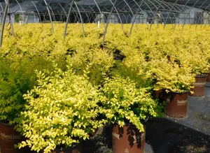 Sunshine Ligustrum Shrubs Inside A Greenhouse Wallpaper