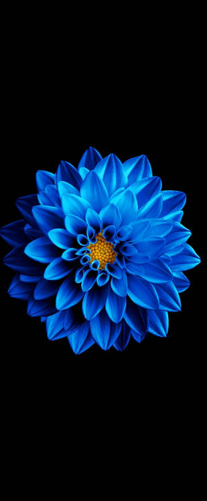 Super Amoled Blue Zinnia Wallpaper