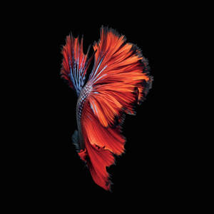 Super Amoled Fighting Fish Wallpaper