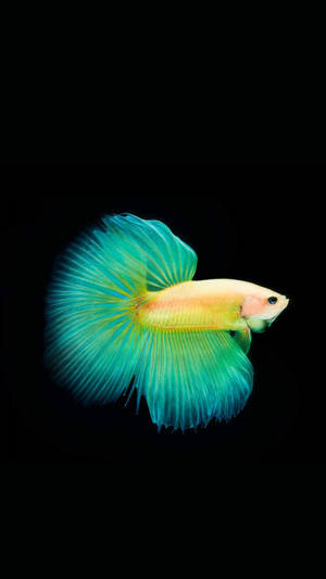 Super Amoled Yellow Blue Fish Wallpaper