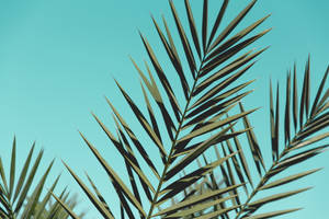 Super High Resolution Fronds Wallpaper